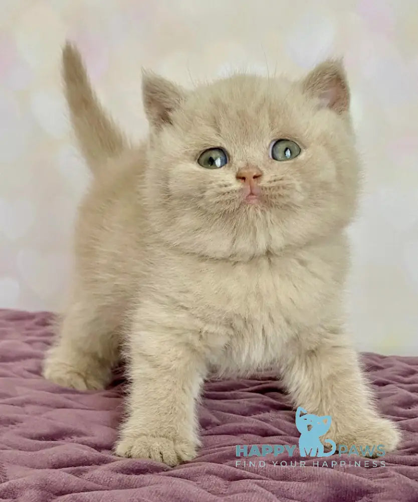 Dodo British Shorthair male fawn live animals