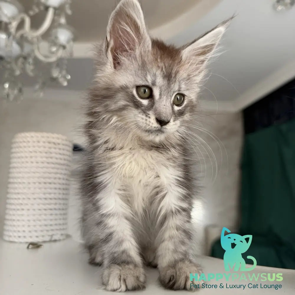 Dofrina Maine Coon female black silver tabby - live animals