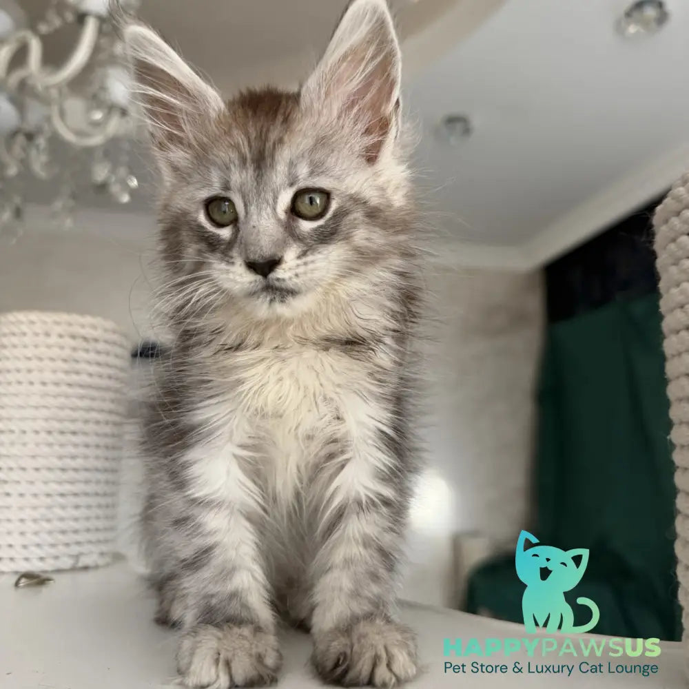 Dofrina Maine Coon female black silver tabby - live animals