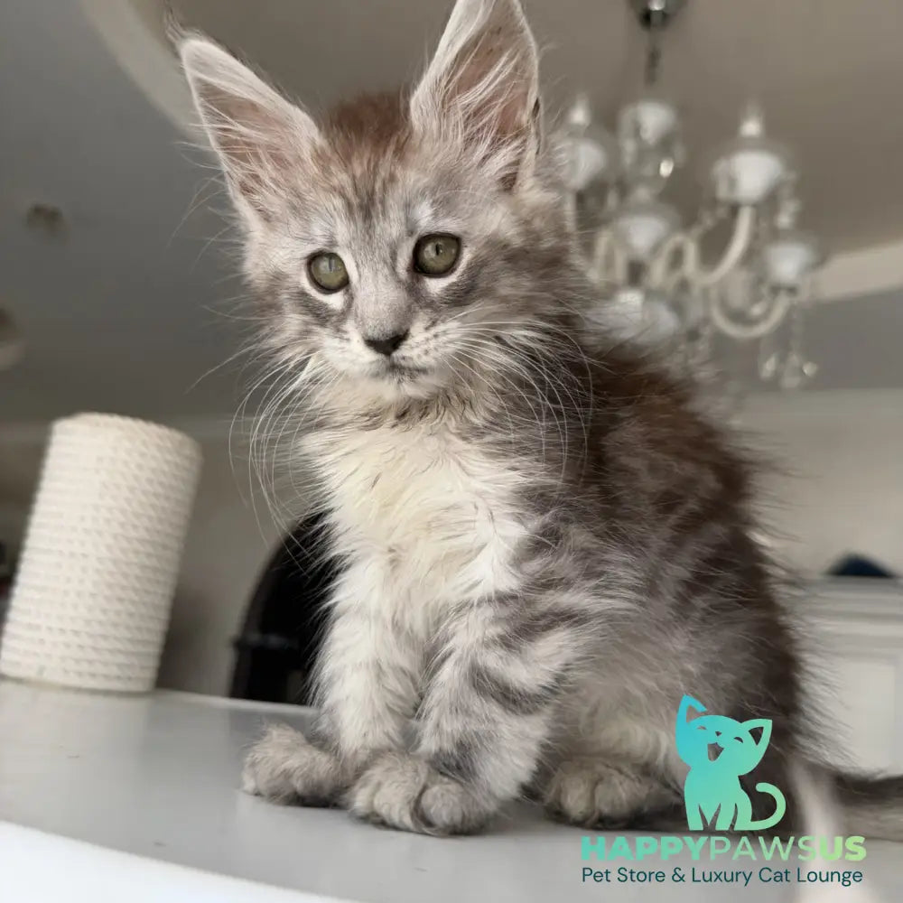 Dofrina Maine Coon female black silver tabby - live animals