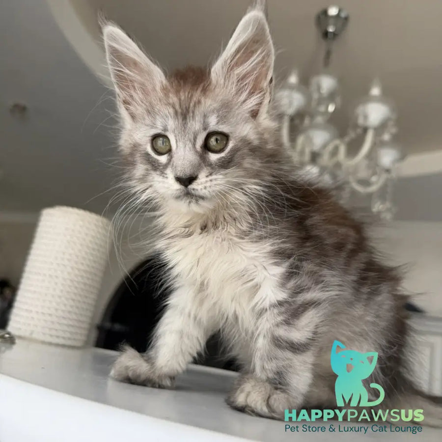 Dofrina Maine Coon female black silver tabby - live animals