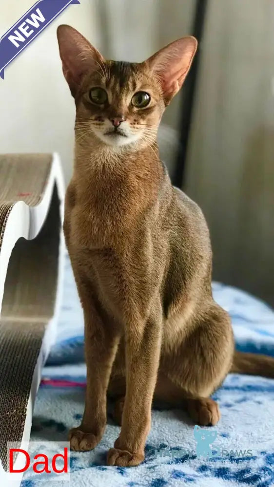 Dolce Abyssinian female cinnamon live animals