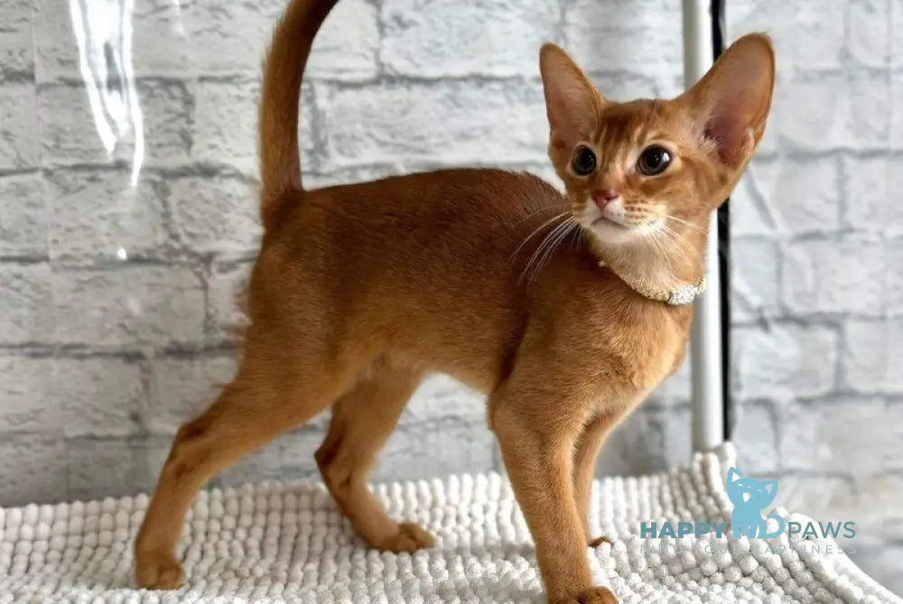 Dolce Abyssinian female cinnamon live animals