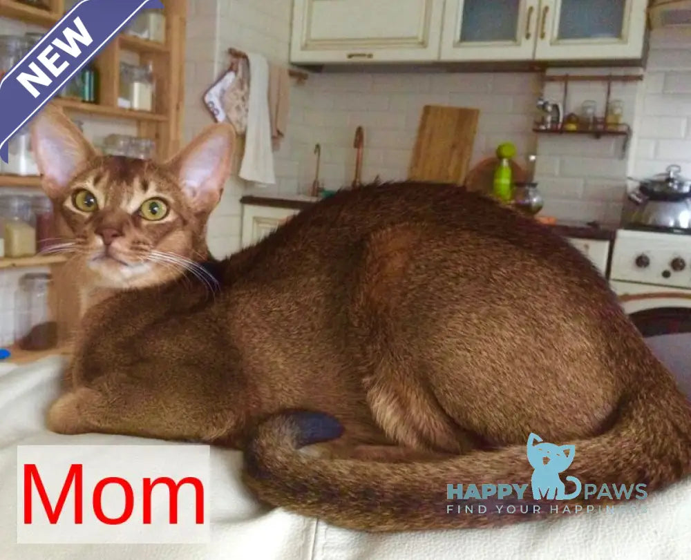 Dolce Abyssinian female cinnamon live animals