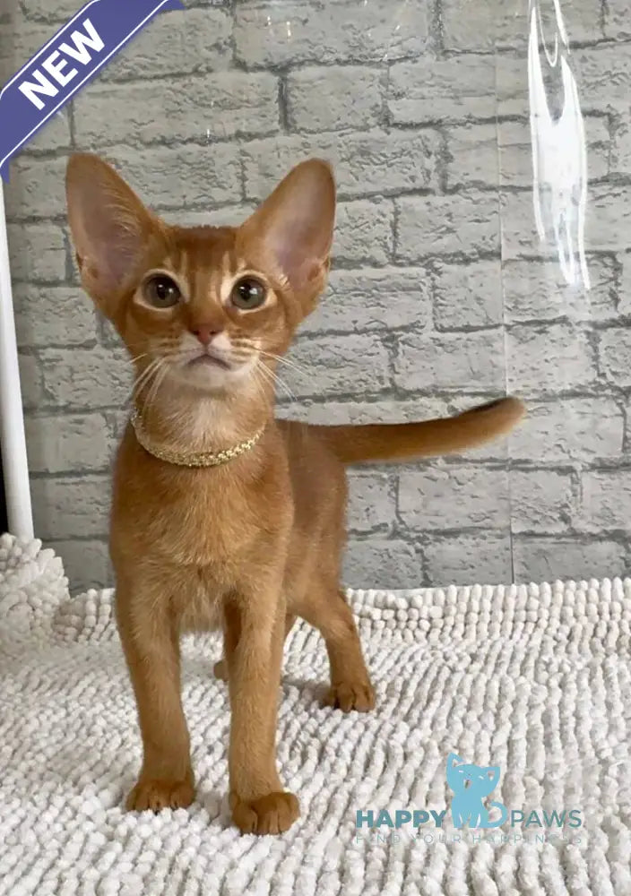 Dolce Abyssinian female cinnamon live animals