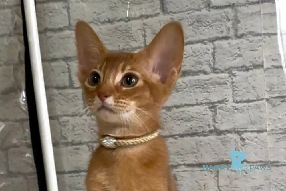 Dolce Abyssinian female cinnamon live animals