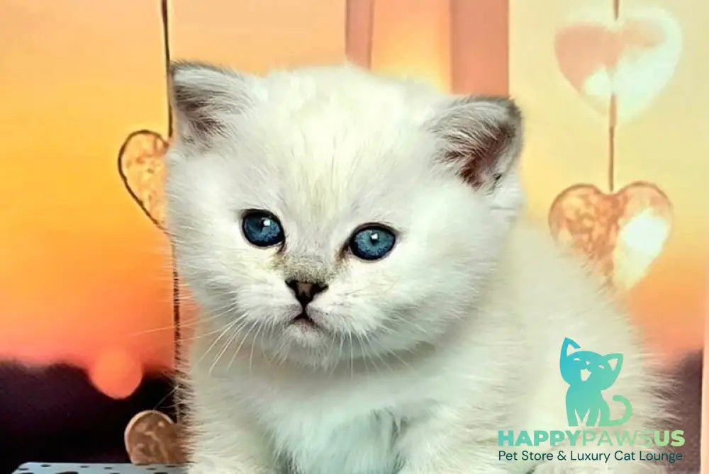 Dolce Munchkin male black silver shaded pointed live animals