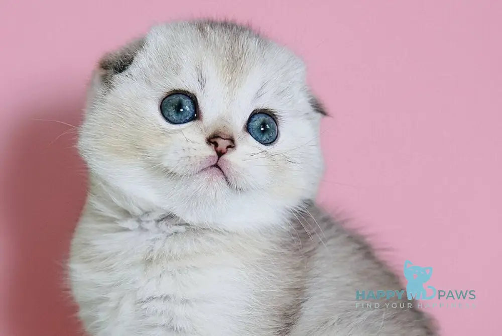 Dolce Scottish Fold female black silver ticked tabby live animals