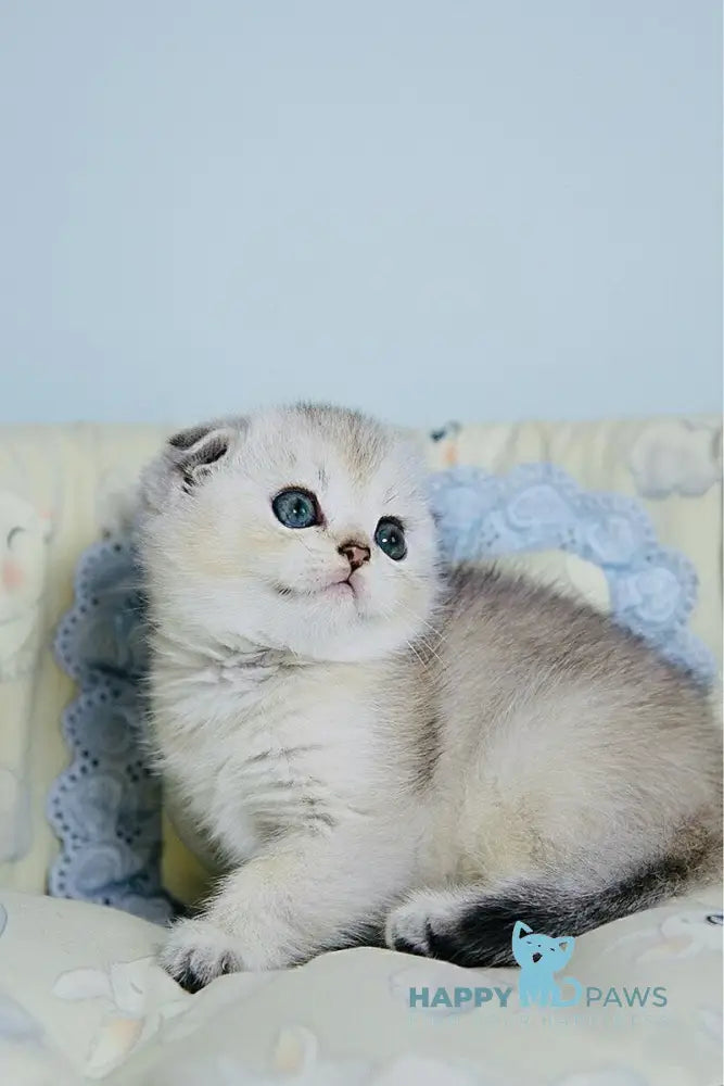 Dolce Scottish Fold female black silver ticked tabby live animals