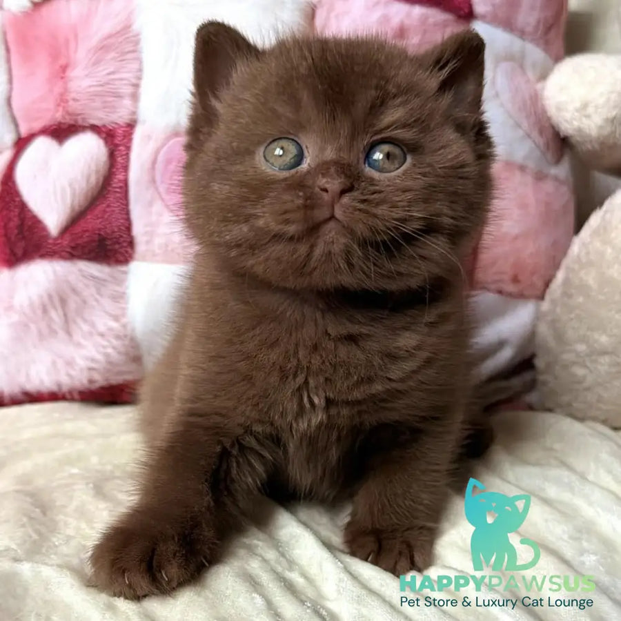 Dolce Vita British Shorthair female cinnamon - live animals