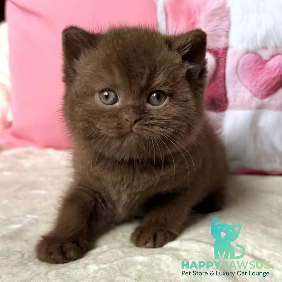 Dolce Vita British Shorthair female cinnamon - live animals