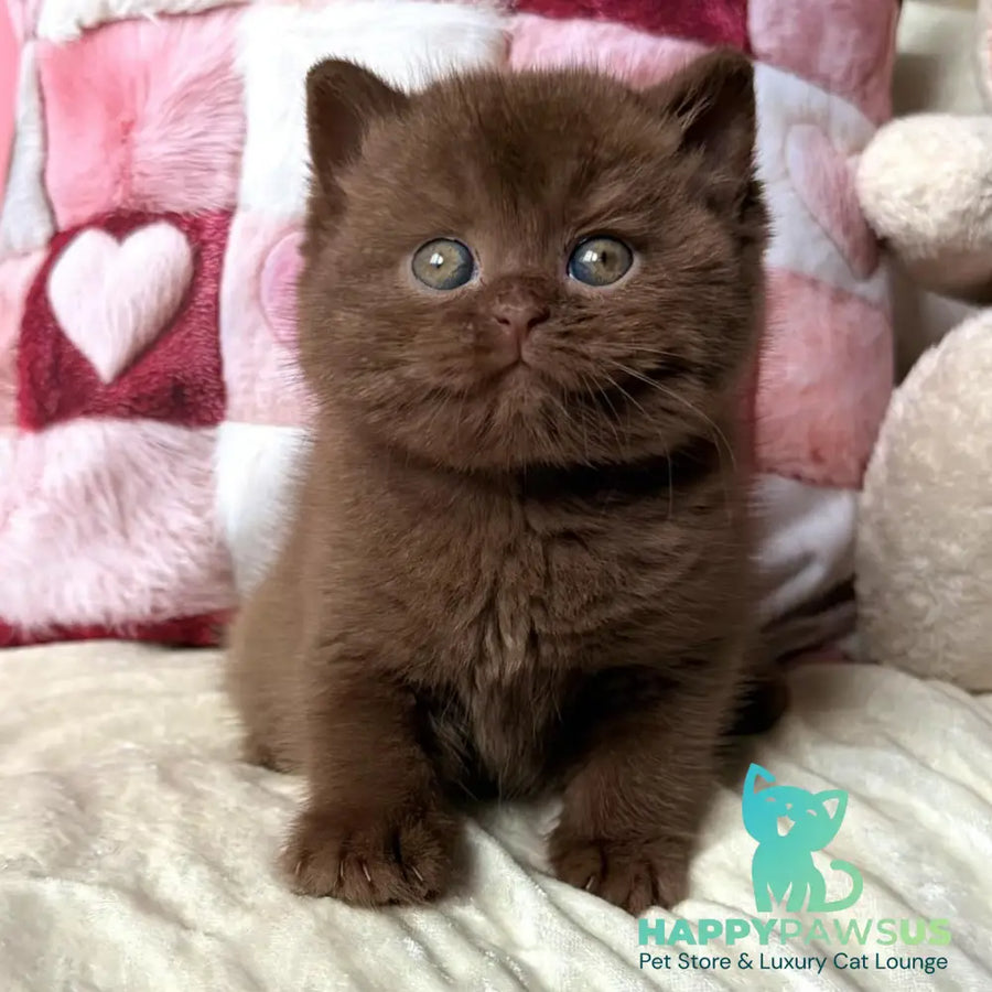 Dolce Vita British Shorthair female cinnamon - live animals