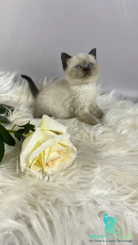 Dolce Vita Scottish Straight female black pointed - live animals