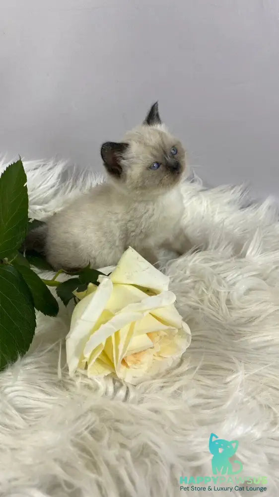 Dolce Vita Scottish Straight female black pointed - live animals
