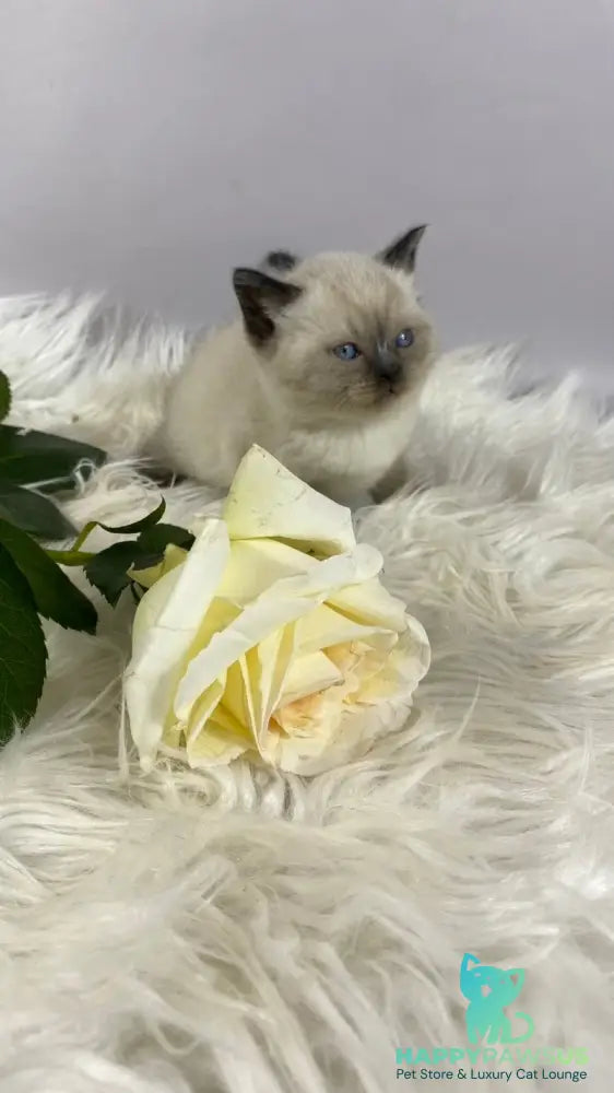 Dolce Vita Scottish Straight female black pointed - live animals