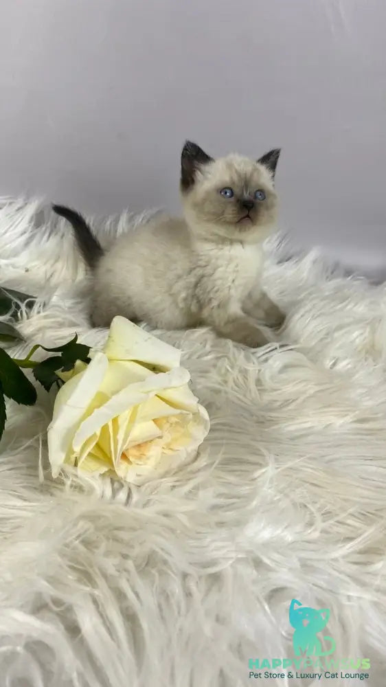 Dolce Vita Scottish Straight female black pointed - live animals