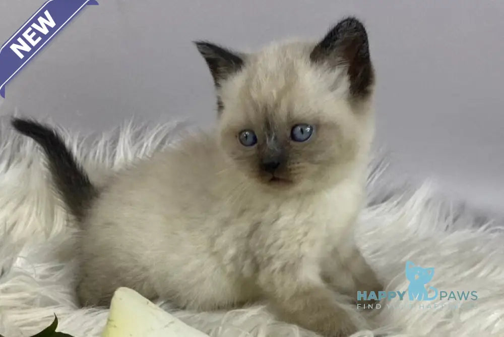 Dolce Vita Scottish Straight female black pointed - live animals