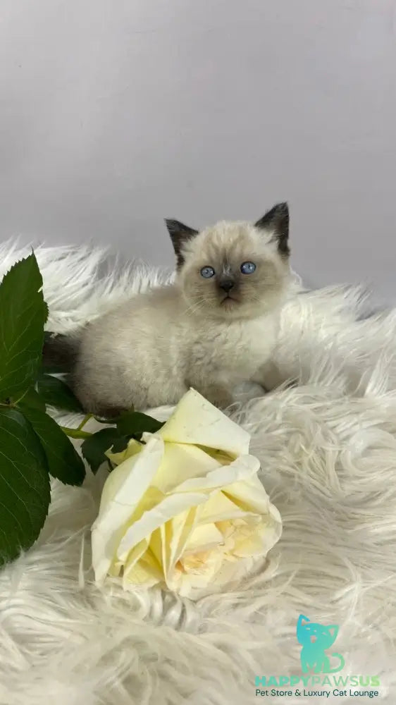 Dolce Vita Scottish Straight female black pointed - live animals
