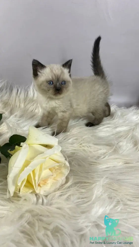Dolce Vita Scottish Straight female black pointed - live animals