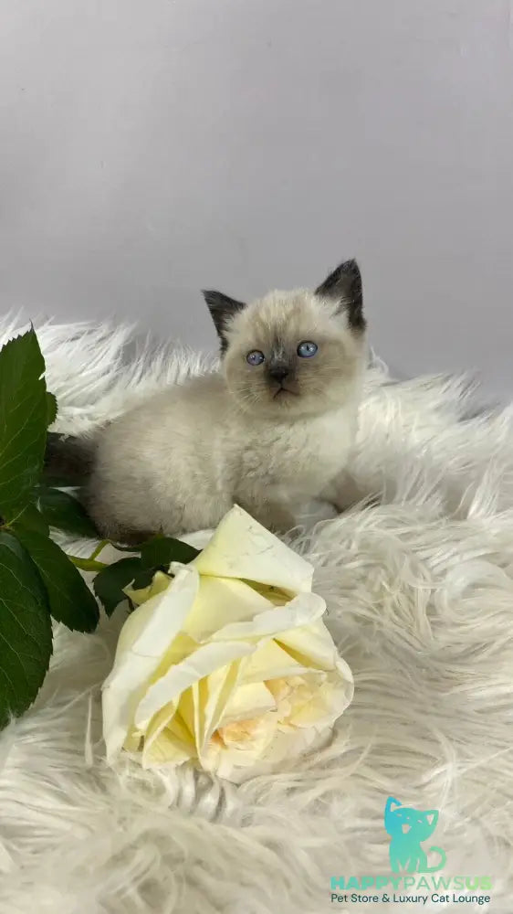 Dolce Vita Scottish Straight female black pointed - live animals