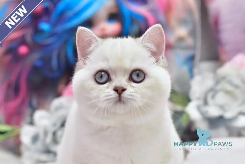 Dolly British Shorthair female black silver shaded pointed live animals