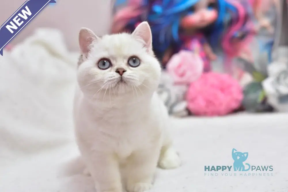 Dolly British Shorthair female black silver shaded pointed live animals