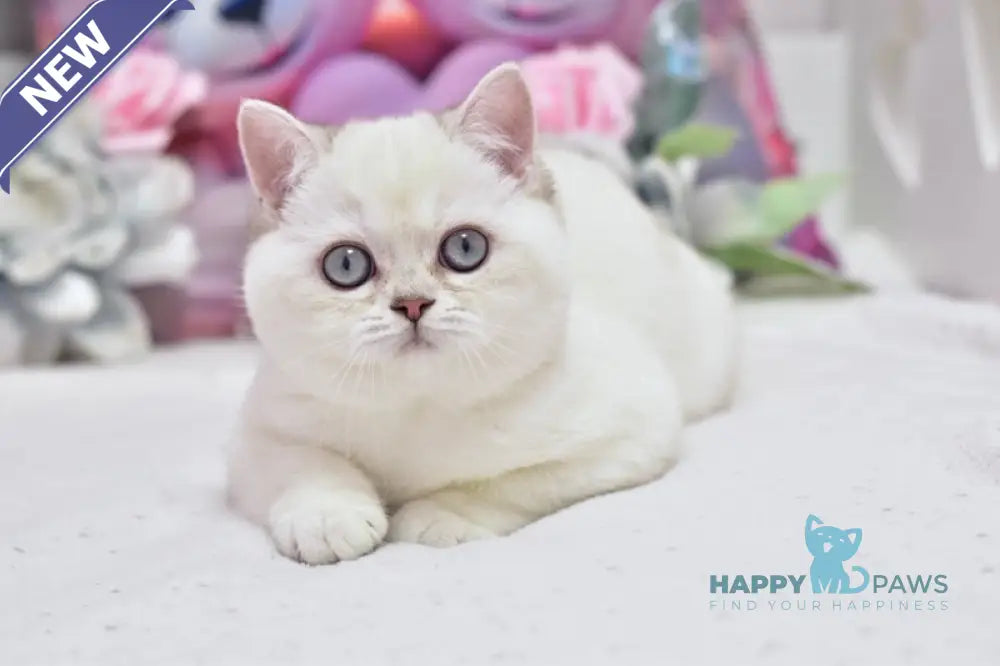 Dolly British Shorthair female black silver shaded pointed live animals