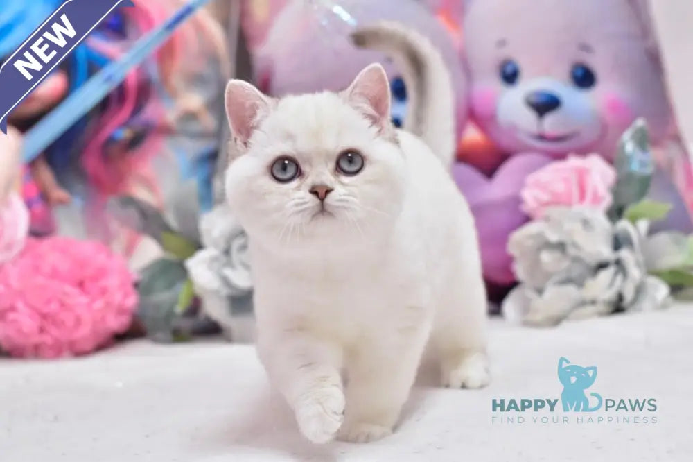 Dolly British Shorthair female black silver shaded pointed live animals