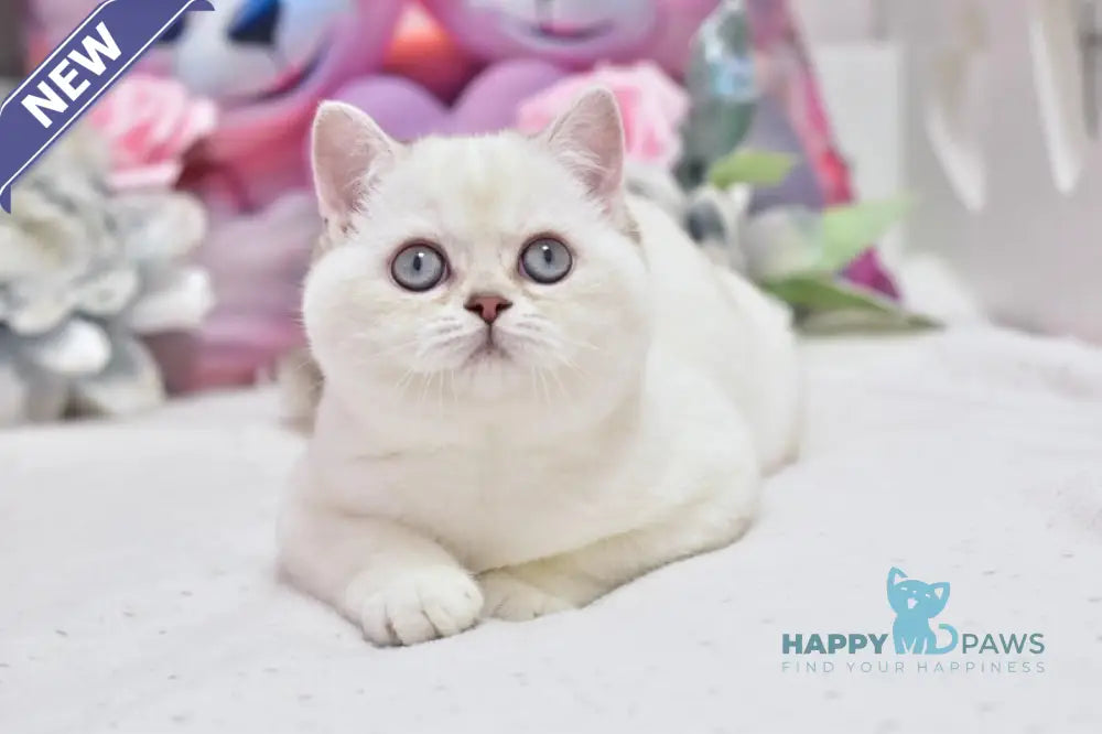 Dolly British Shorthair female black silver shaded pointed live animals