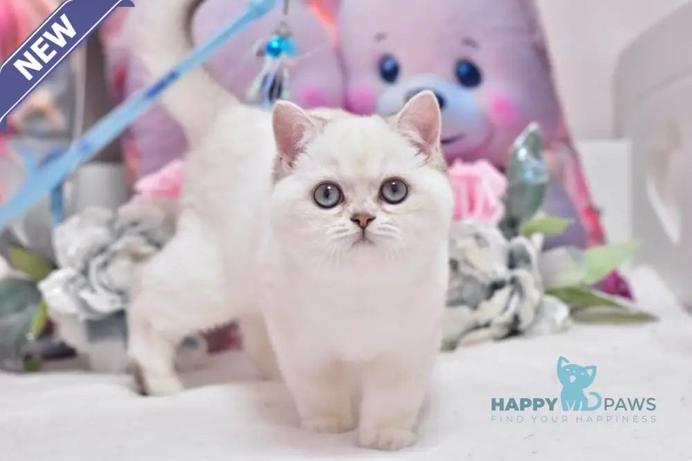 Dolly British Shorthair female black silver shaded pointed live animals