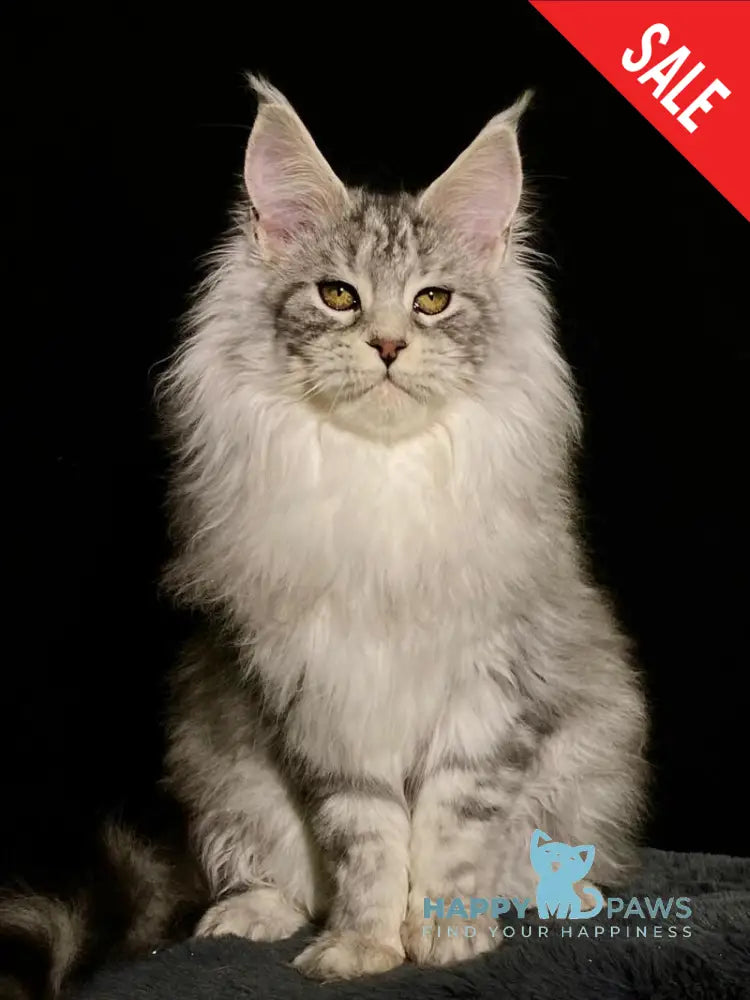 Dolly Maine Coon female black silver tabby live animals