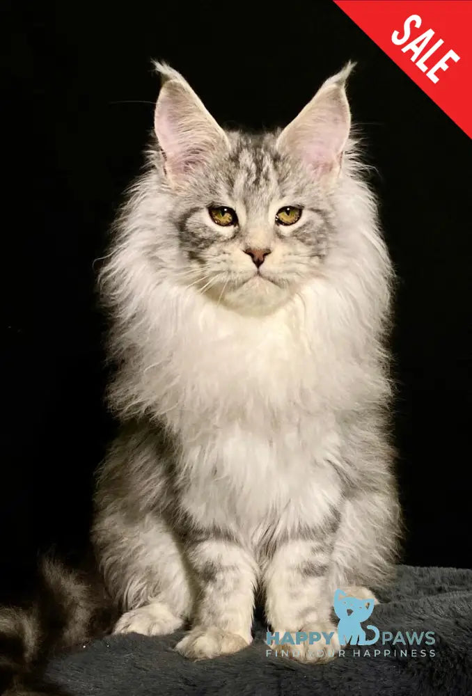 Dolly Maine Coon female black silver tabby live animals