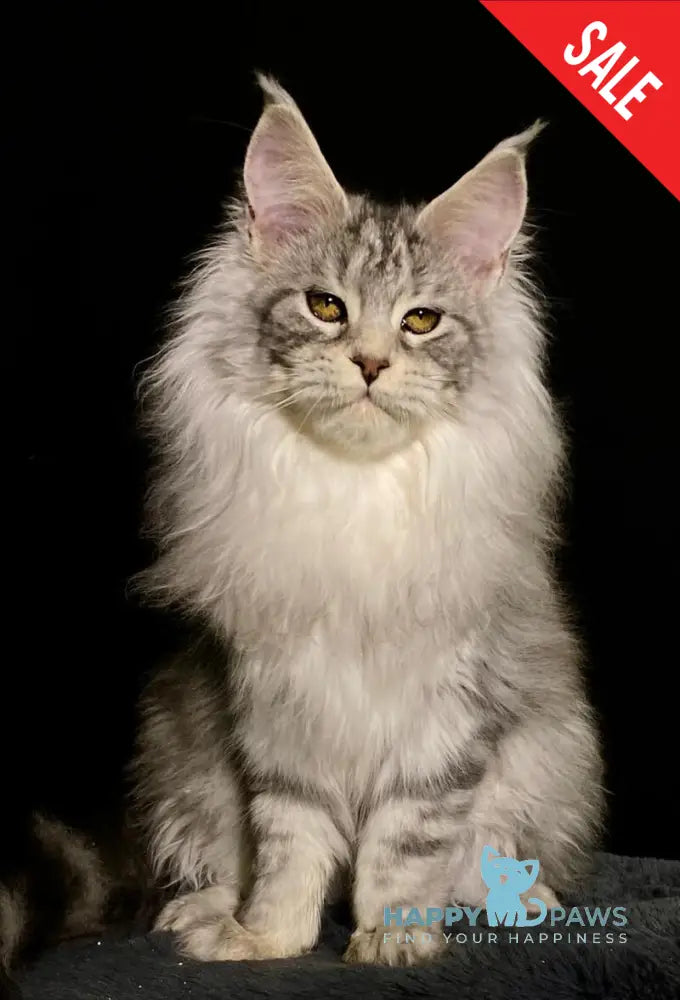 Dolly Maine Coon female black silver tabby live animals