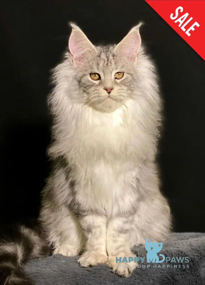 Dolly Maine Coon female black silver tabby live animals