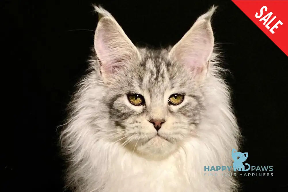 Dolly Maine Coon female black silver tabby live animals