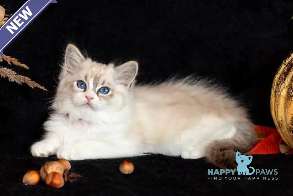 Dolly Ragdoll female seal lynx bicolour live animals