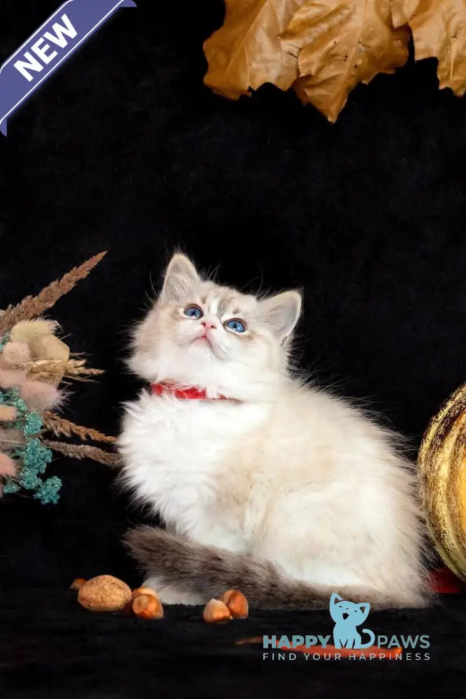 Dolly Ragdoll female seal lynx bicolour live animals