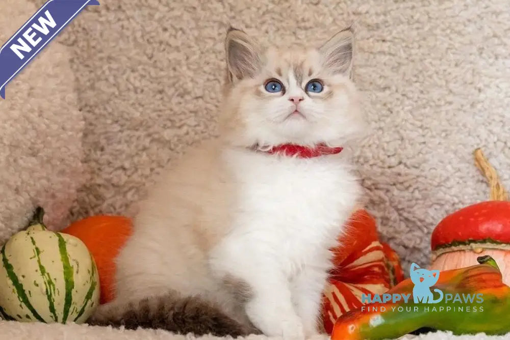 Dolly Ragdoll female seal lynx bicolour live animals