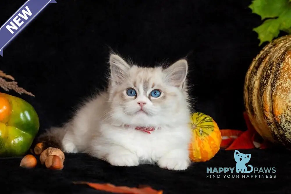Dolly Ragdoll female seal lynx bicolour live animals