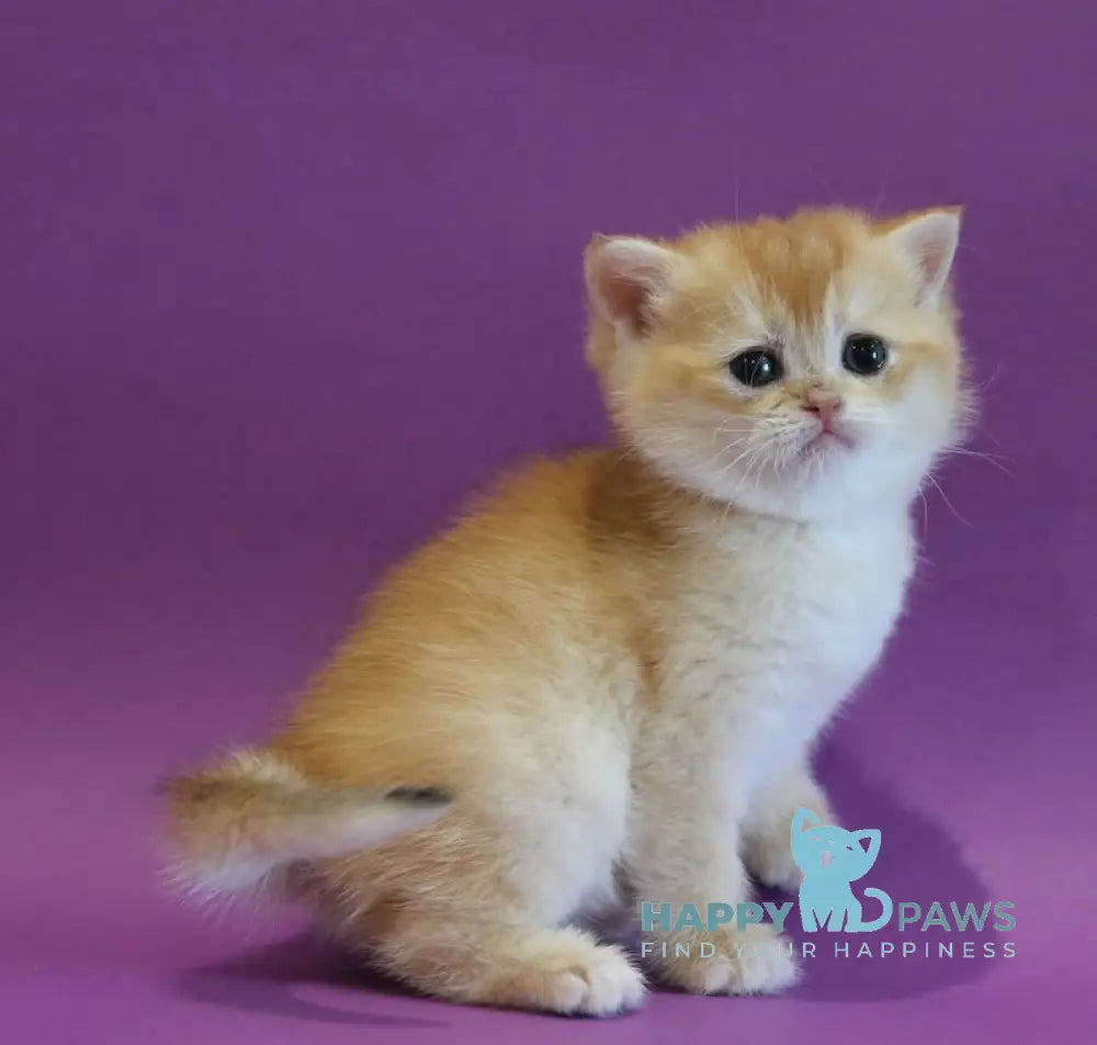 Dolly Scottish Straight female black golden shaded live animals