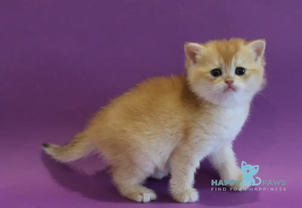 Dolly Scottish Straight female black golden shaded live animals