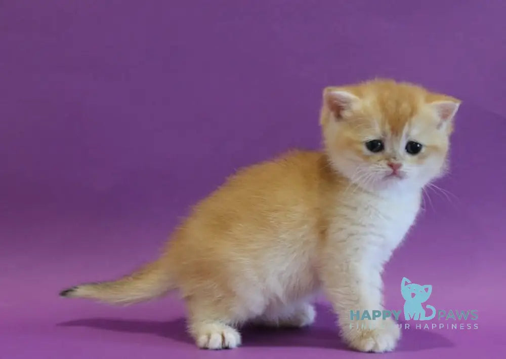 Dolly Scottish Straight female black golden shaded live animals