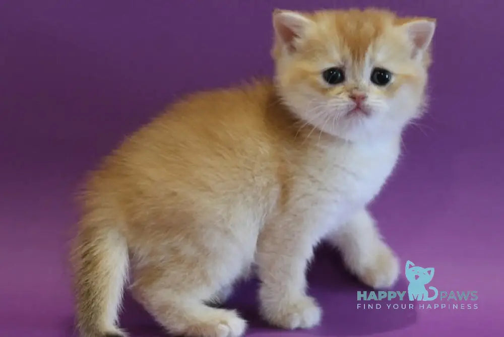 Dolly Scottish Straight female black golden shaded live animals