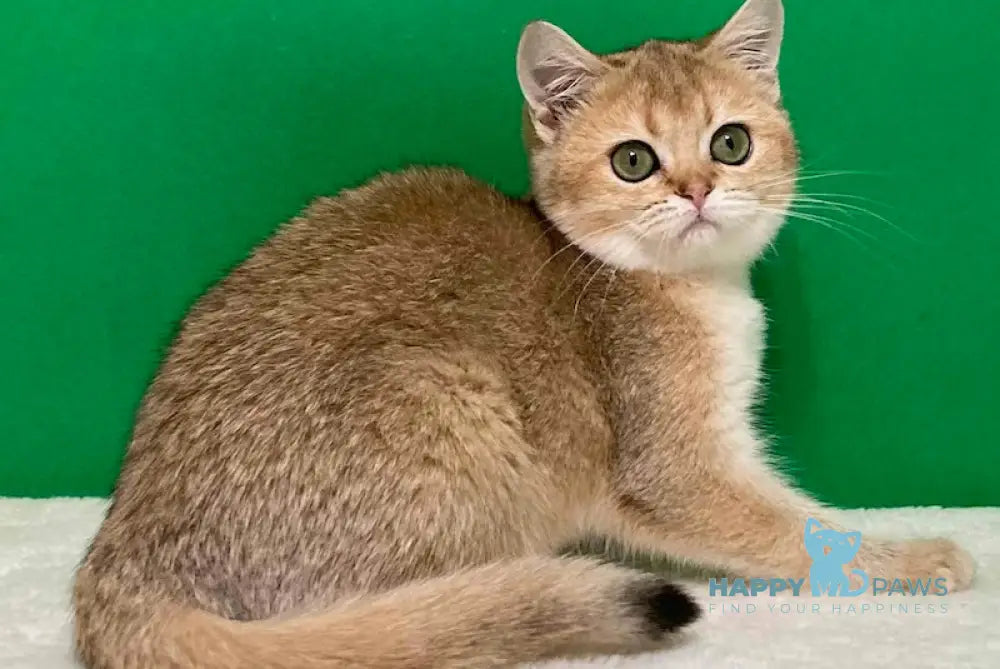 Dolly Scottish Straight Female Black Golden Ticked Tabby Live Animals