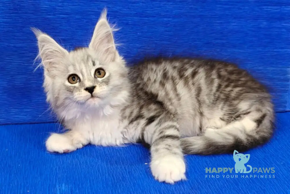 Domenica Maine Coon female black silver spotted tabby live animals