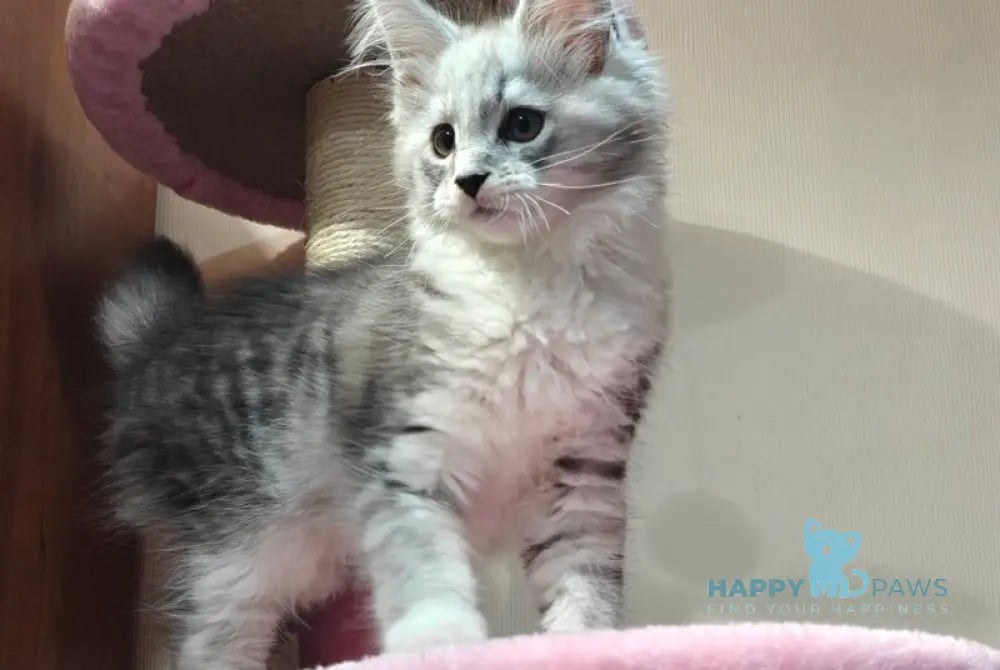 Domenica Maine Coon female black silver spotted tabby live animals