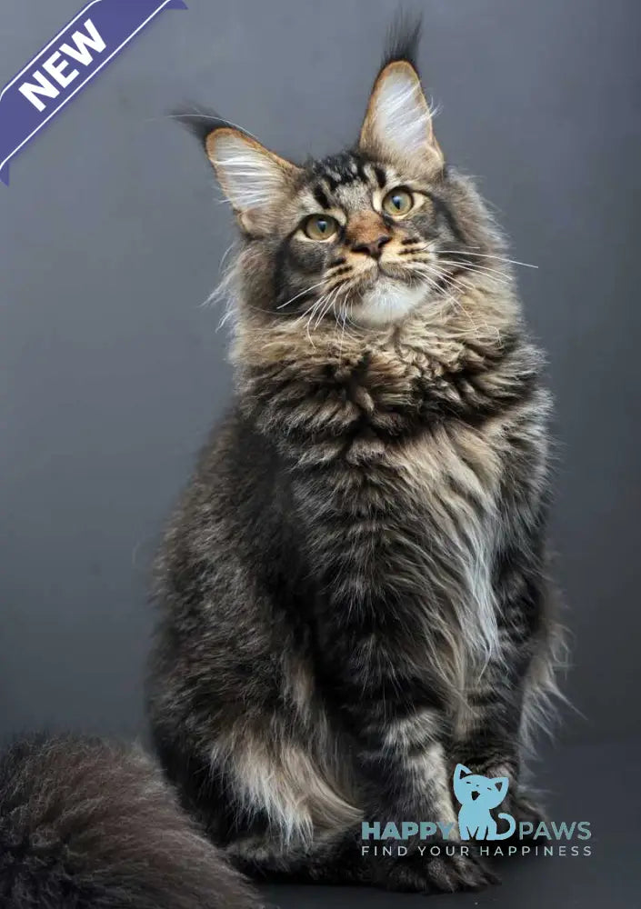 Domenik Maine Coon male black silver tabby live animals
