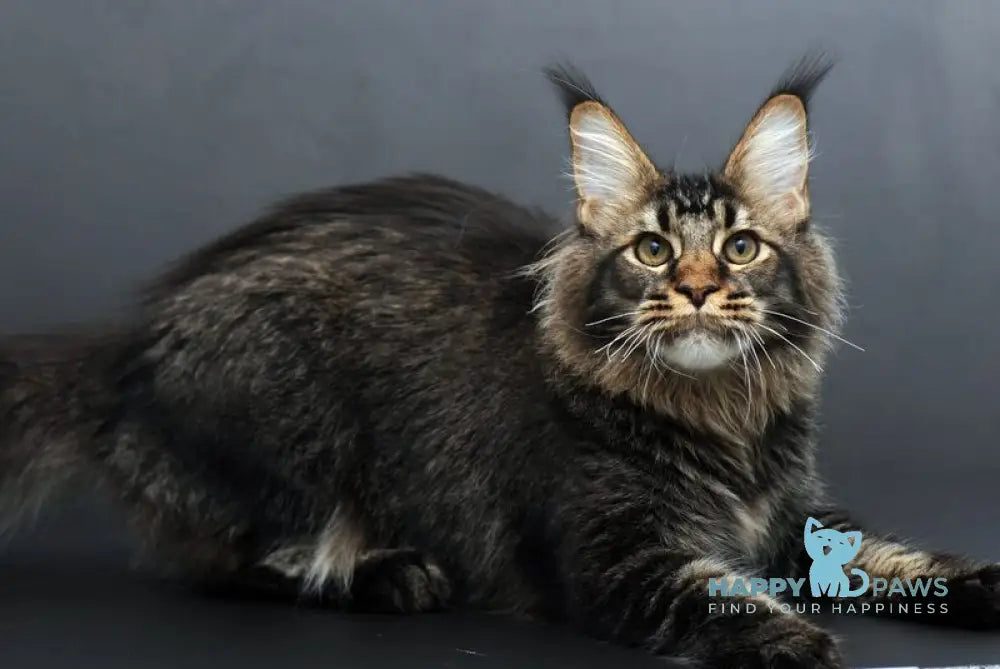 Domenik Maine Coon male black silver tabby live animals