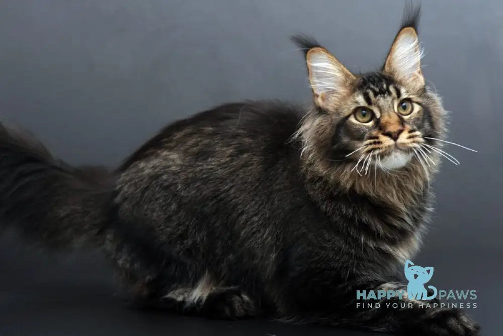 Domenik Maine Coon male black silver tabby live animals