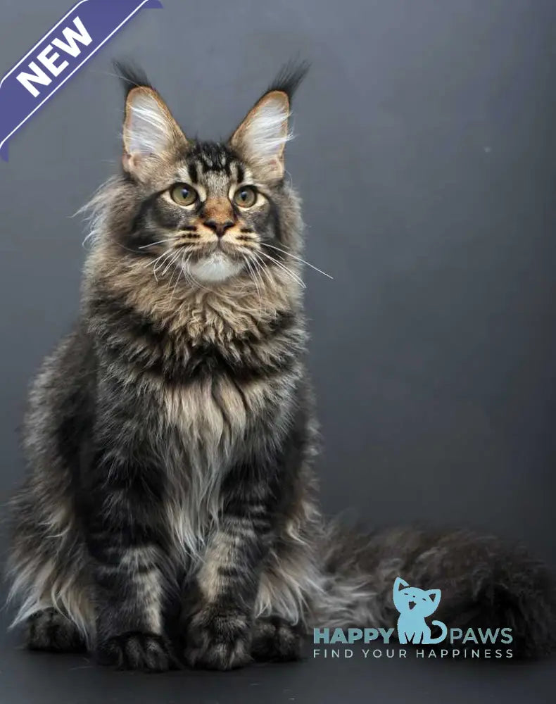 Domenik Maine Coon male black silver tabby live animals